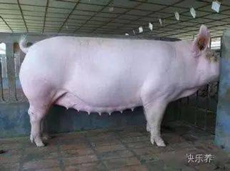 工具推荐类：如何选择最适合的富平养殖有限公司