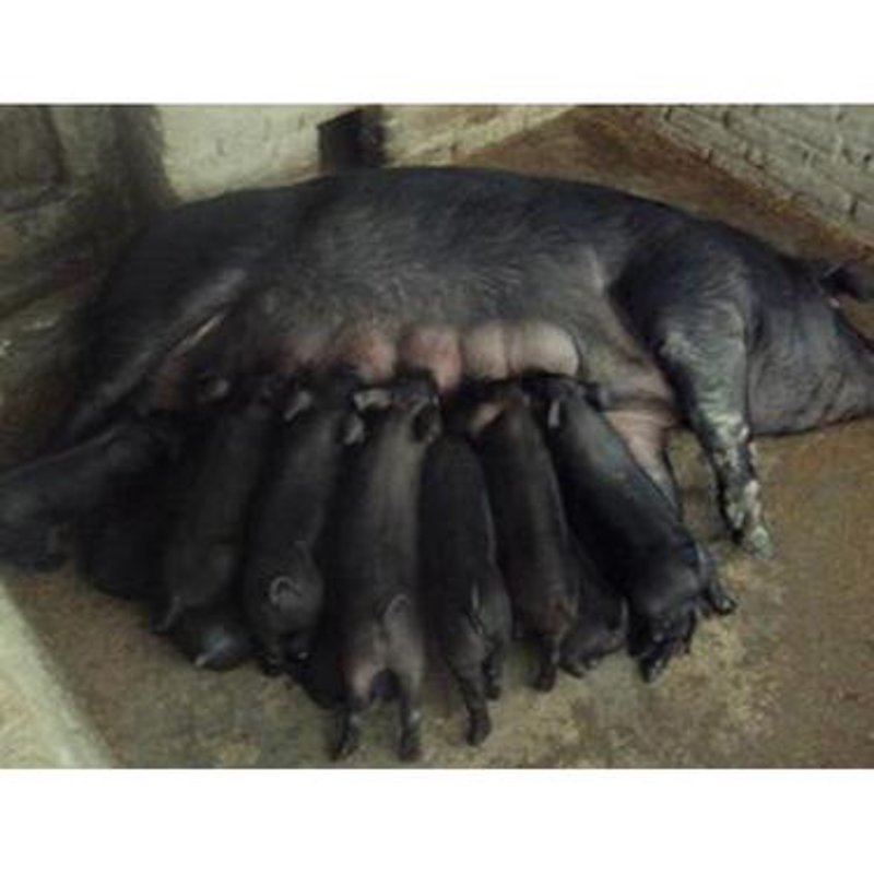 富平养殖有限公司:如何选择合适的合作伙伴?