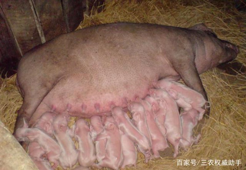 母猪繁殖